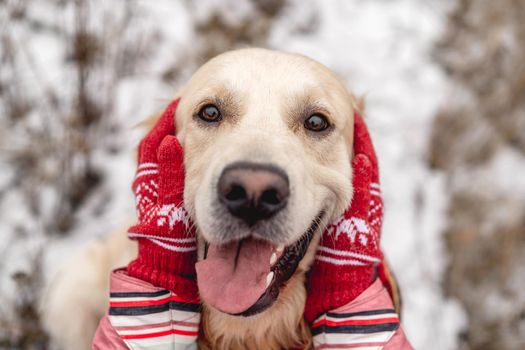 Golden retriever dog with tongue out enjoying girl hands on winter nature background