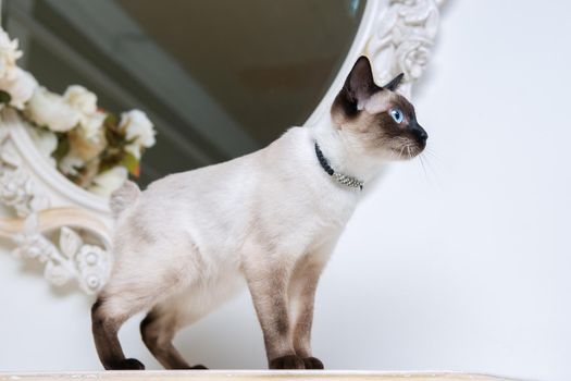 two color cat without tail Mekong Bobtail breed with jewel precious necklace of pearls around neck. Cat And necklace. Blue eyed Female Cat of Breed Mekong Bobtail, Sitting with gems on the neck.