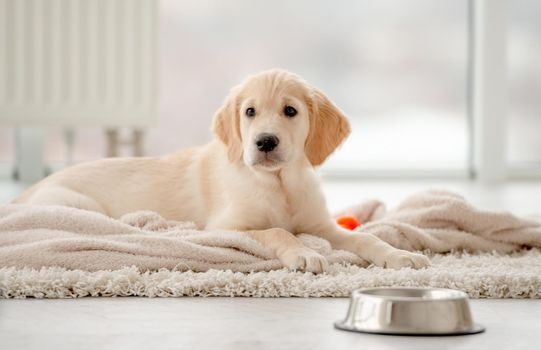 Lovely golden retriever puppy lying on rug near feeding bowl at home
