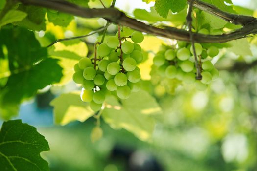 Grapes green leaves plants nature sun summer. High quality photo