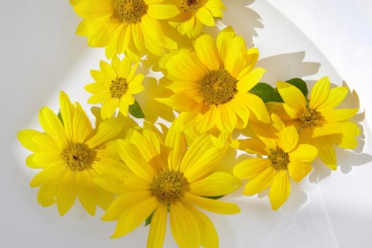 Yellow young flowers of sunflowers floating on water on a white background for cosmetics