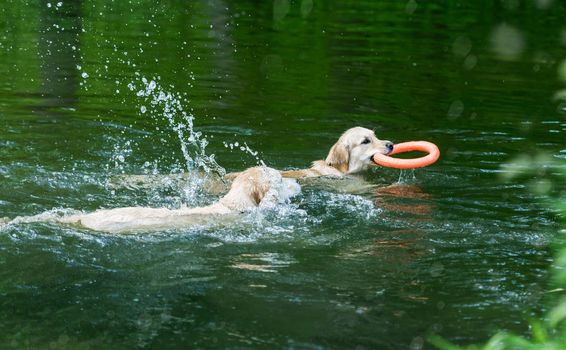 Beautiful golden retrievers swimming in sparkling river