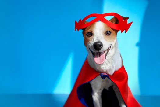 Cute cheerful Jack Russell Terrier in red mask lightning on forehead and superhero cape standing on blue background with tongue sticking out