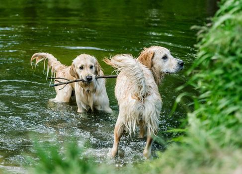 Pair of golden retriever dogs standing in river with greenery