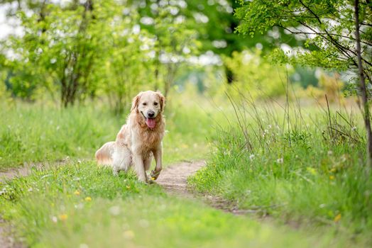 Adorable golden retriever dog walking outdoors in green grass at the nature in summer time and looking at the camera with tonque out. Beautiful portrait of doggy pet in park