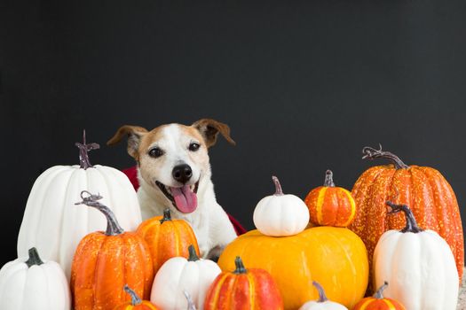 Adorable dog sitting amidst bunch of various pumpkins on Halloween day against black background