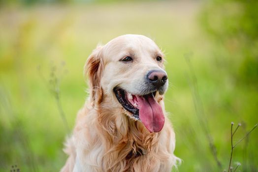 Golden retriever dog sitting in green grass outdoors in sunny summer day and looking back with tonque out. Portrait of adorable doggy pet during walk