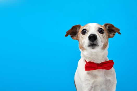 Pet with red bow tie looking up. Portrait breed of Jack Russell Terrier looks at object with interest funny on camera blue Background. Caring for pets. Animals