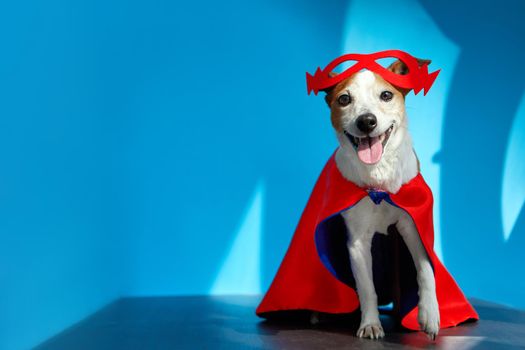 Cute happy Jack Russell Terrier dog dressed in red superhero cape and mask looking at camera with tongue out against blue background