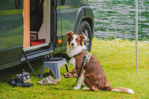 trip with pet. Happy Brown Dog Border Collie travel by car. Border Collie dog sitting near car camping on green grass near mountain river in norway. Holiday with camper and dog. doggy ready for travel