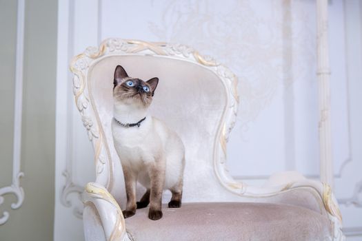 The theme of decoration and jewelry for animals. Beautiful cat woman posing on a vintage chair in baroque interior. Mekogon Bobtail or Thai cat without a tail with a necklace on its neck.