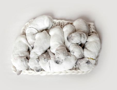 Top view of eight cute newborn golden retriever puppies sleeping together on woolen knitted blanket on the light background