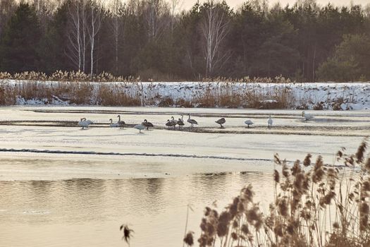 Swans winter on the warm lake near the village