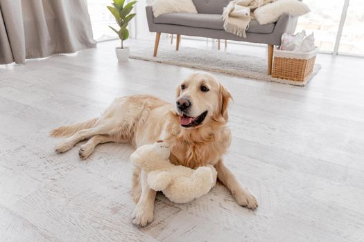 Golden retriever dog lying on the floor at home with beige teddy bear toy