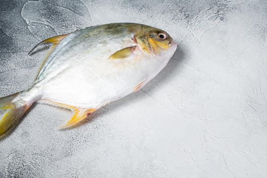 Fresh raw fish pompano on kitchen table. White background. Top view. Copy space.