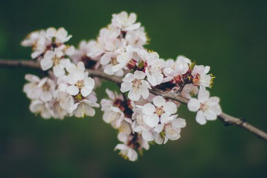 Apricot blossoms on the green background. Beautiful nature scene with branch in bloom. Spring flowers. Springtime.