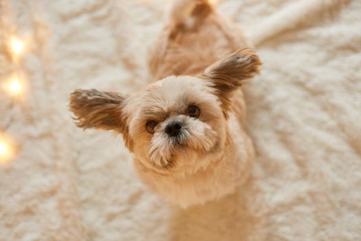 Pekingese dog posing indoor, sitting on floor on soft carpet, looks at camera, puppy with sticking ears to sides, waiting owner.