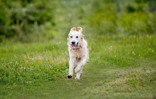 Nice golden retriever dog running on spring nature