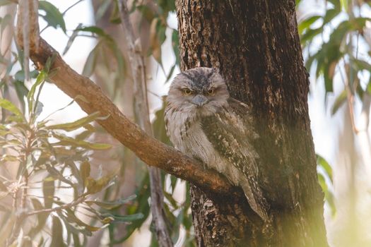 Tawny Frogmouth perched sleeping by day on a Paper Bark Tree. High quality photo