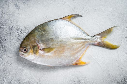 Fresh raw fish pompano on kitchen table. White background. Top view.