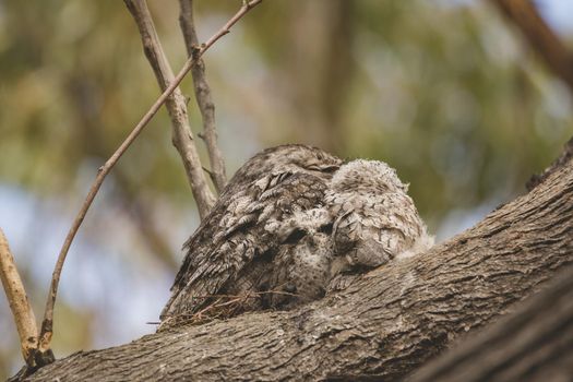 Tawny Frogmouth sitting on a nest. High quality photo
