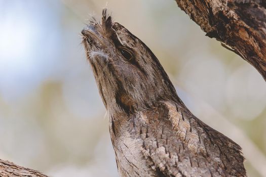 Tawny Frogmouth perched sleeping by day on a Paper Bark Tree. High quality photo