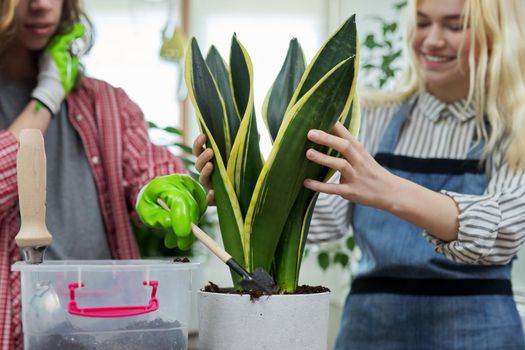 Indoor plants, green eco urban trends. Teenagers guy and girl planting Sansevieria houseplant in pot, soil on table, garden tools, pots. Green hobby of young people