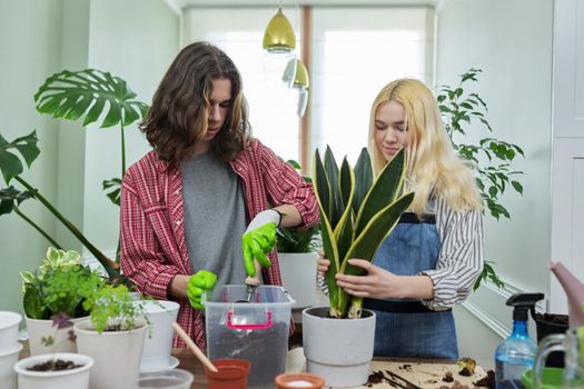 Indoor plants, green eco urban trends. Teenagers guy and girl planting Sansevieria houseplant in pot, soil on table, garden tools, pots. Green hobby of young people