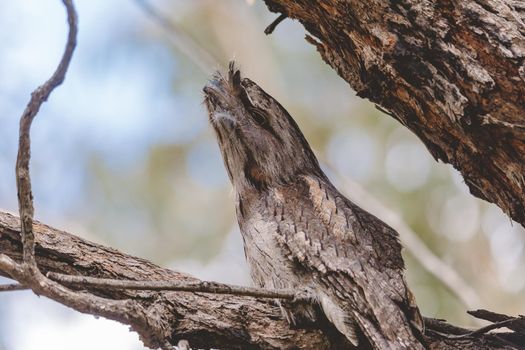 Tawny Frogmouth perched sleeping by day on a Paper Bark Tree. High quality photo