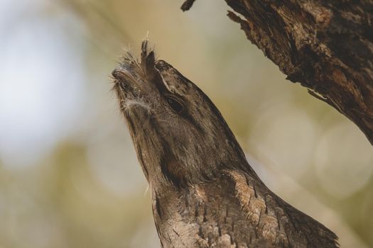 Tawny Frogmouth perched sleeping by day on a Paper Bark Tree. High quality photo