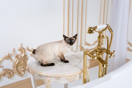 The theme is luxury and wealth. A cat without a tail of the Mekong Bobtail breed in a retro bathroom in the interior of the Barocoo Versailles Palace. Jewel jewelery on the neck.