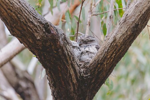 Tawny Frogmouth sitting on a nest. High quality photo