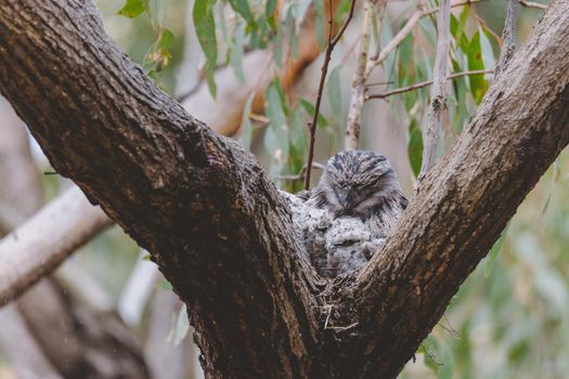 Tawny Frogmouth sitting on a nest. High quality photo