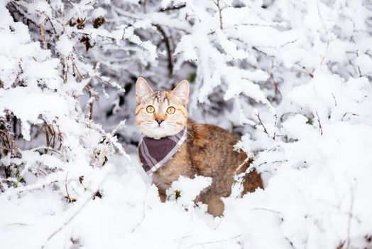 Traveler cute cat of ginger color walking in snowy forest.