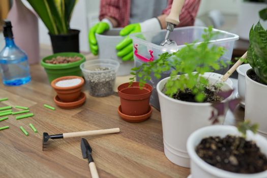 Houseplants, green eco urban trends. Close-up care of indoor plants, transplantation, fertilization. On the table are pots, soil, expanded clay, perlite, vermiculite, fertilizers, sprayer