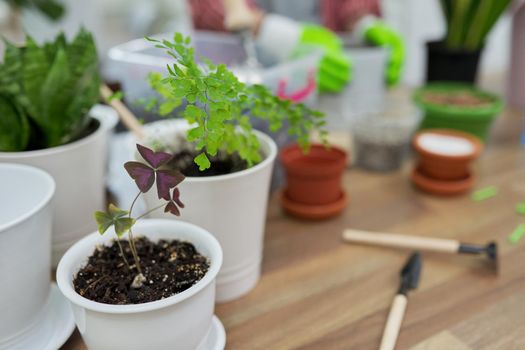 Houseplants, green eco urban trends. Close-up care of indoor plants, transplantation, fertilization. On the table are pots, soil, expanded clay, perlite, vermiculite, fertilizers, sprayer