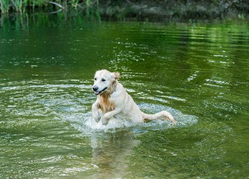 Lovely dog having fun in river alone in spring