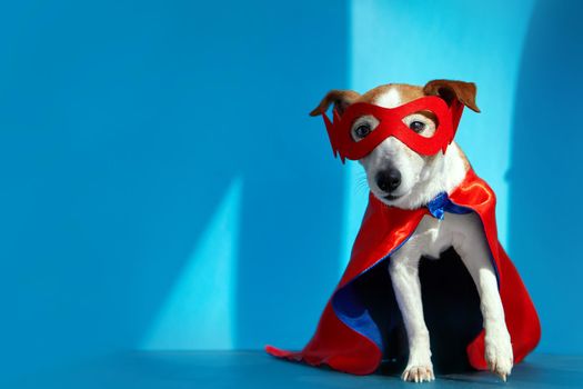 Dog super hero costume. little jack russell wearing a red mask for carnival party isolated blue background sunlight and shadows studio background