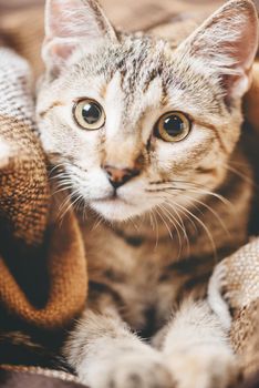 Cute curious cat of ginger brindle color staring at camera.