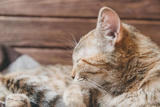 Cute cat of ginger color sleeping on wooden background.