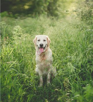 muzzle of golden retriever framed by summer grass