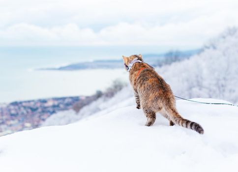 Curious traveler cat walking in winter and looking at sea bay.