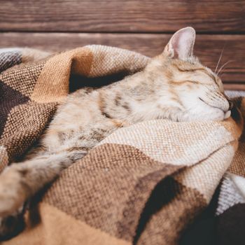 Cute cat of brindle color sleeping on plaid.