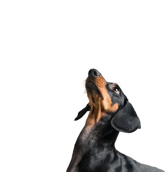 Cute dog dachshund looking up isolated on a white background, space for text.
