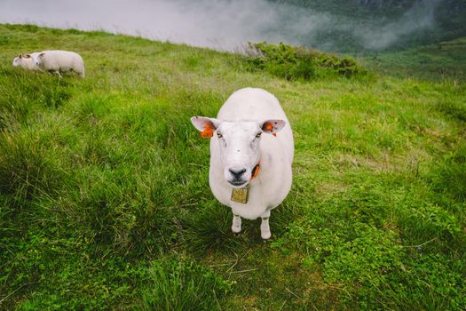 sheeps on mountain farm on cloudy day. Norwegian landscape with sheep grazing in valley. Sheep on mountaintop Norway. Ecological breeding. Sheep eat boxwood. Ewe sheep grazing on pasture in mountain.