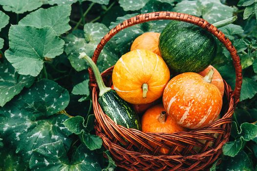 Ripe small farmer ecologically clean pumpkins of different varieties