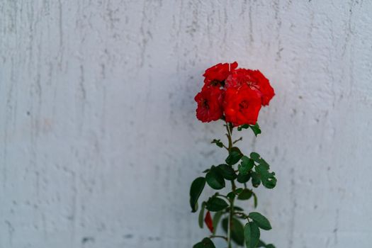 bouquet of red flowers near the wall nature decoration. High quality photo