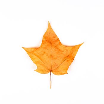 Yellow orange maple leaf isolated on white background. Autumn concept.
