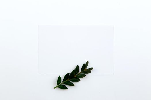 Top view on a sheet of paper and a green twig with leaves. Hero image and copy space.