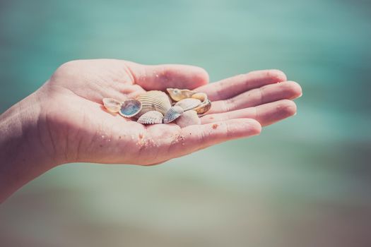 Child's hand holding shells isolated, shells in the background, beach.